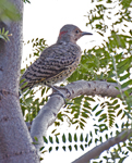 Northern Flicker